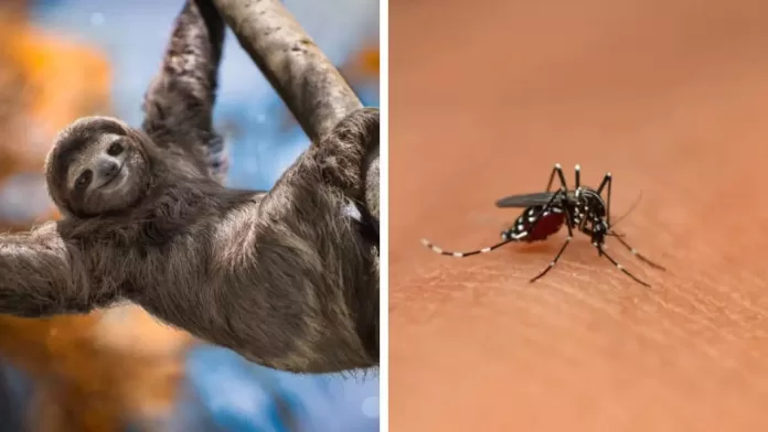 sloth fever vs west nile fever